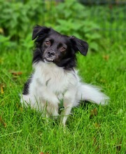 LEA, Hund, Mischlingshund in Recklinghausen - Bild 6