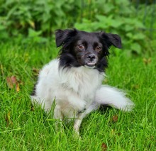 LEA, Hund, Mischlingshund in Recklinghausen - Bild 7