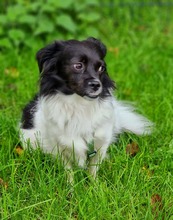 LEA, Hund, Mischlingshund in Recklinghausen - Bild 8
