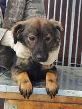 DION, Hund, Mischlingshund in Rumänien - Bild 1