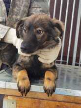 DION, Hund, Mischlingshund in Rumänien - Bild 2