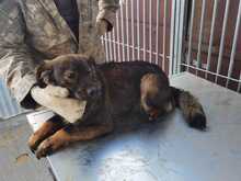 DION, Hund, Mischlingshund in Rumänien - Bild 3