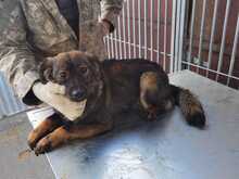 DION, Hund, Mischlingshund in Rumänien - Bild 4