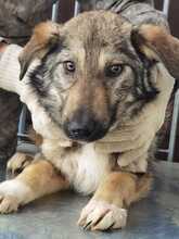 UMI, Hund, Mischlingshund in Rumänien - Bild 1