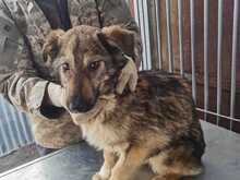UMI, Hund, Mischlingshund in Rumänien - Bild 2