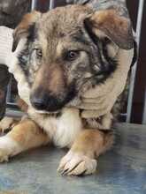 UMI, Hund, Mischlingshund in Rumänien - Bild 4