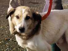 SMIRRE, Hund, Labrador-Beagle-Mix in Rumänien - Bild 1