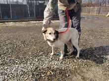 SMIRRE, Hund, Labrador-Beagle-Mix in Rumänien - Bild 3