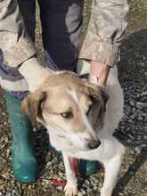 SMIRRE, Hund, Labrador-Beagle-Mix in Rumänien - Bild 4