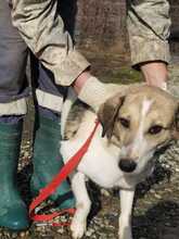 SMIRRE, Hund, Labrador-Beagle-Mix in Rumänien - Bild 5