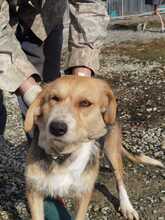 BACEY, Hund, Schnauzer-Beagle-Mix in Rumänien - Bild 1