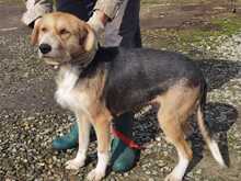 BACEY, Hund, Schnauzer-Beagle-Mix in Rumänien - Bild 2