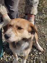 BACEY, Hund, Schnauzer-Beagle-Mix in Rumänien - Bild 3