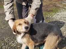 BACEY, Hund, Schnauzer-Beagle-Mix in Rumänien - Bild 5