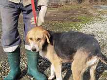 BACEY, Hund, Schnauzer-Beagle-Mix in Rumänien - Bild 6