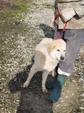 MAJU, Hund, Golden Retriever-Mix in Rumänien - Bild 2