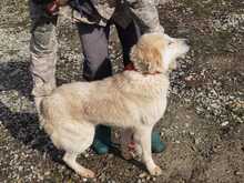 MAJU, Hund, Golden Retriever-Mix in Rumänien - Bild 5