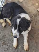 SINTENZA, Hund, Collie-Australian Shepherd-Mix in Rumänien - Bild 2
