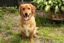 ARES, Hund, Mischlingshund in Slowakische Republik - Bild 1