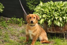 ARES, Hund, Mischlingshund in Slowakische Republik - Bild 3