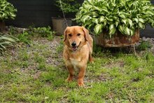 ARES, Hund, Mischlingshund in Slowakische Republik - Bild 5