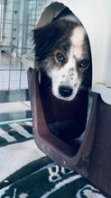 KASKANDER, Hund, Herdenschutzhund-Mix in Griechenland - Bild 4