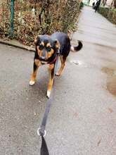 WILLY, Hund, Mischlingshund in Gevelsberg - Bild 3