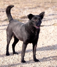 MANCIKA, Hund, Mischlingshund in Ungarn - Bild 3
