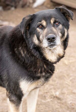 PAUL, Hund, Mischlingshund in Bulgarien - Bild 1