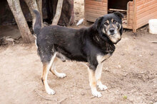 PAUL, Hund, Mischlingshund in Bulgarien - Bild 2