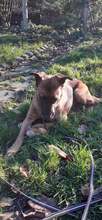 PERLA, Hund, Mischlingshund in Arnstadt - Bild 11