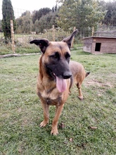 PERLA, Hund, Mischlingshund in Arnstadt - Bild 4