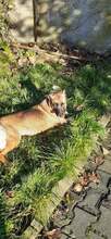 PERLA, Hund, Mischlingshund in Arnstadt - Bild 9