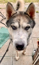 CHAPPY, Hund, Siberian Husky in Arnstadt - Bild 10