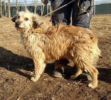 ARTHUR, Hund, Mischlingshund in Ungarn - Bild 4