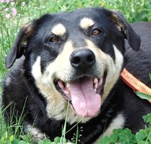 MONIKA, Hund, Mischlingshund in Griechenland - Bild 17