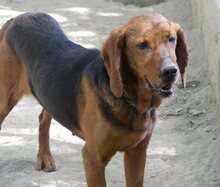 NORA, Hund, Mischlingshund in Bad Berleburg - Bild 11