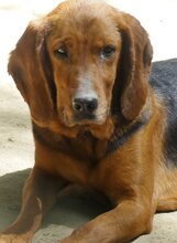 NORA, Hund, Mischlingshund in Bad Berleburg - Bild 13