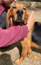 NORA, Hund, Mischlingshund in Bad Berleburg - Bild 14