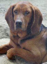 NORA, Hund, Mischlingshund in Bad Berleburg - Bild 15