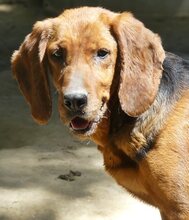 NORA, Hund, Mischlingshund in Bad Berleburg - Bild 17