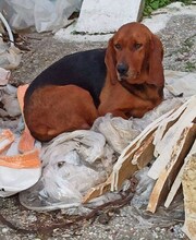NORA, Hund, Mischlingshund in Bad Berleburg - Bild 25