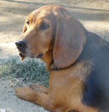 NORA, Hund, Mischlingshund in Bad Berleburg - Bild 5