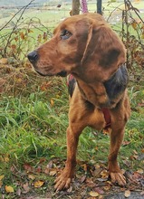 NORA, Hund, Mischlingshund in Bad Berleburg - Bild 7