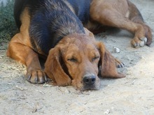 NORA, Hund, Mischlingshund in Bad Berleburg - Bild 9
