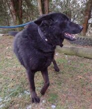 ADAM, Hund, Deutscher Schäferhund-Mix in Slowakische Republik - Bild 15