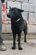 ADAM, Hund, Deutscher Schäferhund-Mix in Slowakische Republik - Bild 20