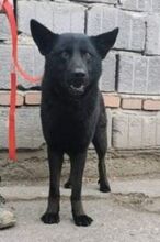 ADAM, Hund, Deutscher Schäferhund-Mix in Slowakische Republik - Bild 21