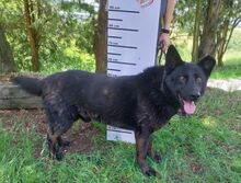 ADAM, Hund, Deutscher Schäferhund-Mix in Slowakische Republik - Bild 4