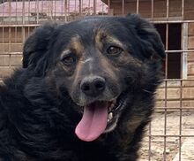 RICHIE, Hund, Mischlingshund in Rumänien - Bild 1